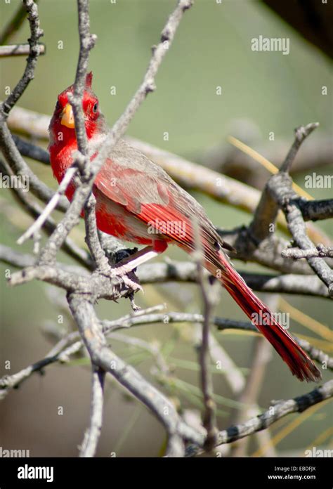 A Female Pyrrhuloxia Bird Hides Behind The Twigs Of A Tree Stock Photo