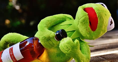 Drink Kermit Alcohol Drunk Frog One Animal Animal Body Part Free