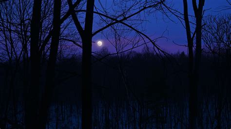 Wallpaper Moon Night Silhouettes Trees Branches Purple Hd