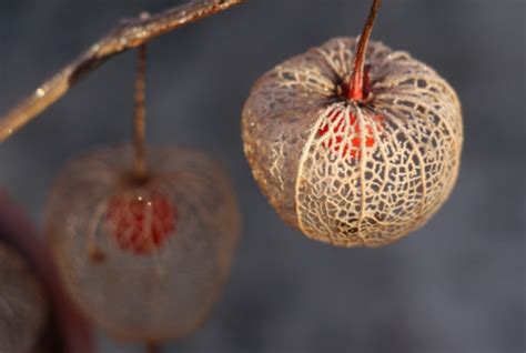 Ginkgo galabau ist ein landschaftsbauunternehmen, dass für qualitativ hochwertige gestaltung von privaten und gewerblichen außenanlagen steht. GINKGO - Garten