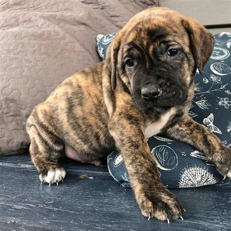 Registered English Mastiff Fawn And Brindle Puppies Available