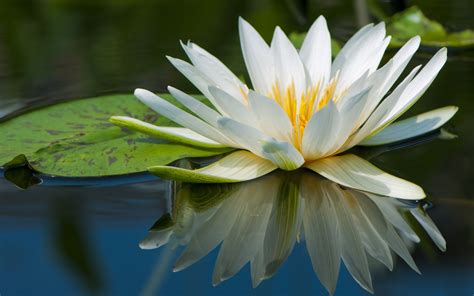 Nature Flowers Lily Pads Reflection Water Lilies Wallpapers Hd