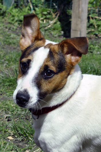 Notre site contient un guide complet sur ce chien adorable et une boutique pour les vrais passionnés ! APAGI - Intox, CHIEN Jack Russell Terrier à la robe Blanc ...