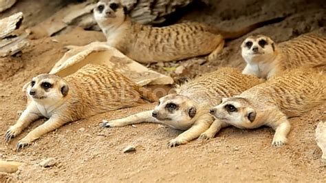 Meerkat Resting On Sand Thailand July 2020 Youtube
