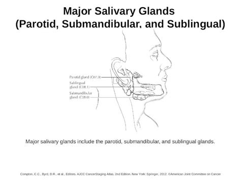 Major Salivary Glands Parotid Submandibular And Sublingual Major