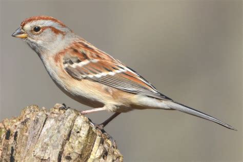 Learn How To Easily Identify Sparrows
