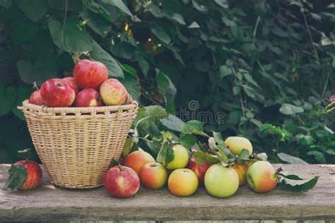 Baskets With Apples Harvest In Fall Garden Stock Image Image Of