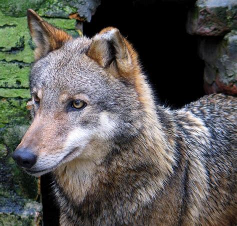 Eurasian Wolf Canis Lupus Lupus Stock Photo Image Of Lupus