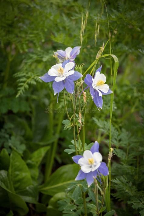 Close Up View Of Colorado S State Flower Blue Columbine In The Meadow