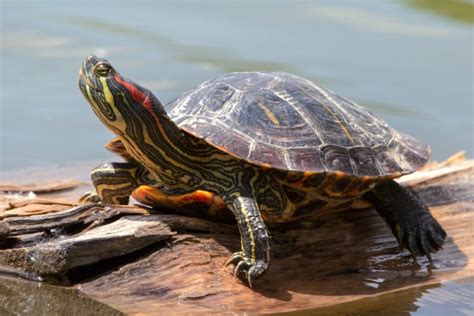 All The 26 Types Of Texas Turtles Id Guide And Photos