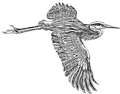 Free Picture Great Blue Heron Flight Line Art Drawing Illustration