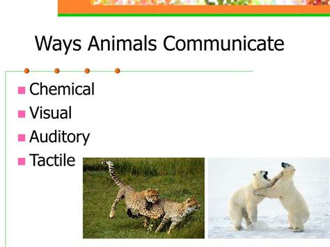 Ppt Animal Behavior Powerpoint Presentation Free Download Id6865314