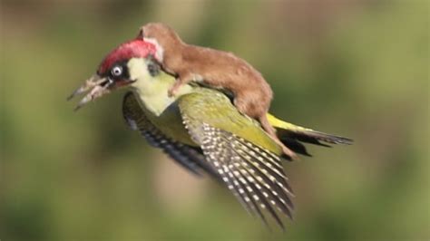weasel rides woodpecker in incredible viral photo cbc news