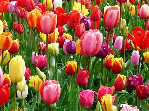 Tulips Tulip Bed · Free Photo On Pixabay