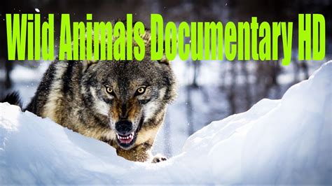 Wolves In Chernobyl Wild Animals Documentary Hd Youtube