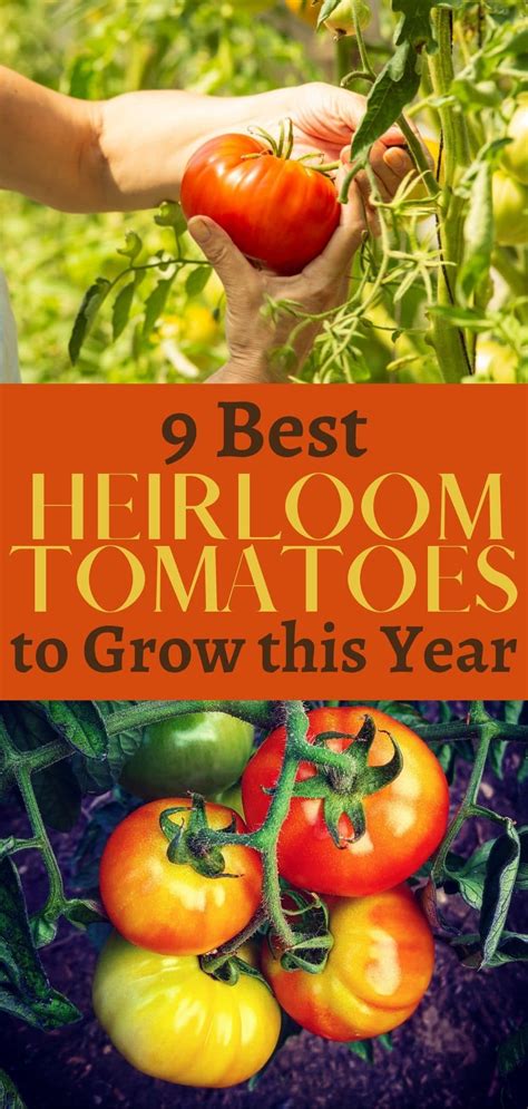 9 Easiest Heirloom Tomato Varieties To Grow Gardening