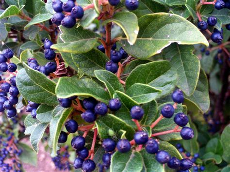 Fileviburnum Tinus Fruits Closeup Dehesaboyalpuertollano