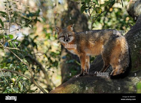 Grey Fox Urocyon Cinereoargenteus Lake Bradford Florida Captive