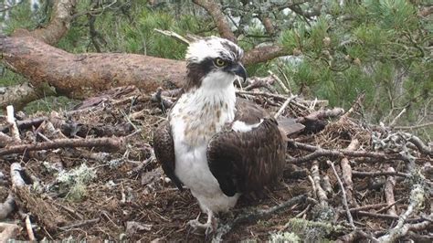 Lassie Comes Home As Ospreys Reunite At Loch Of The Lowes Reserve Bbc News