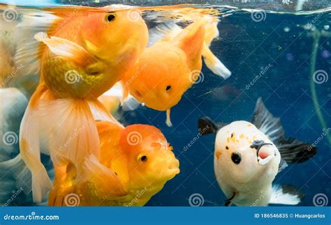 Beautiful Goldfish Swimming In The Fish Tank Stock Image Image Of
