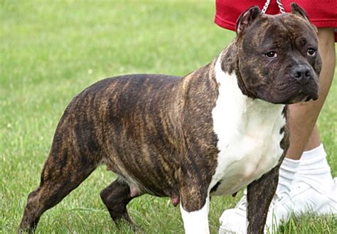 But when properly educated and socialized by a responsible dog owner, its personality may be friendly and cuddly today. Brindle Pit Bull Pictures | Good Pit Bulls