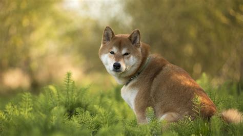76 Doge Meme Wallpapers On Wallpaperplay Shiba Inu Cute Dog