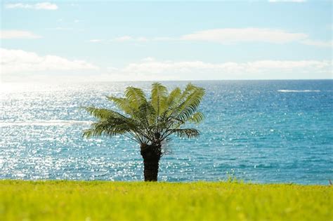 Premium Photo Beautiful Palm Tree