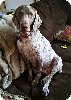 Make sure you understand and research all dog breeds you are looking to own before purchasing. Grand Haven, MI - Weimaraner/German Shorthaired Pointer ...