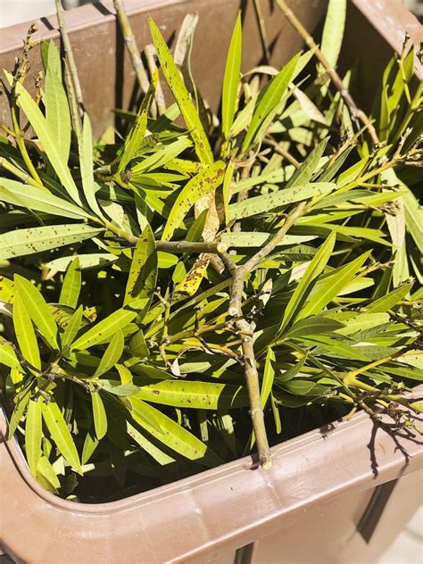 Wenn ihr euren oleander schneiden wollt, dürften euch meine expertentipps mit vielen bildern sehr gut weiterhelfen. Oleander - pflegen, düngen, schneiden, überwintern - alle ...