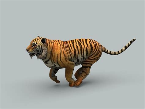 Tiger 3d Animated Cgtrader