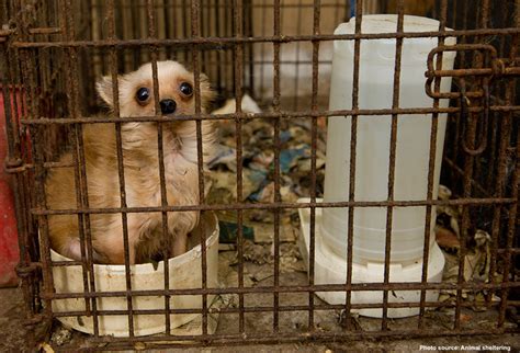 Ohios New Puppy Mill Law Now In Effect Save A Pet Usa