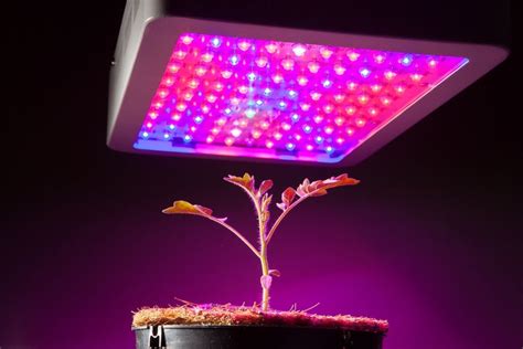 The Best Led Grow Lights For Your Indoor Garden Bob Vila