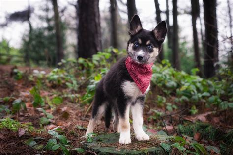 Forest Nature Dog Animals Puppies Wallpapers Hd Desktop And