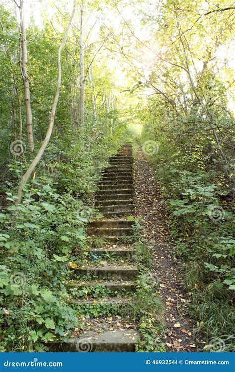 Staircase In Forest Stock Photo Image Of Leading Foliage 46932544