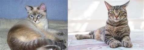 Tiger Cat Vs American Polydactyl Breed Comparison