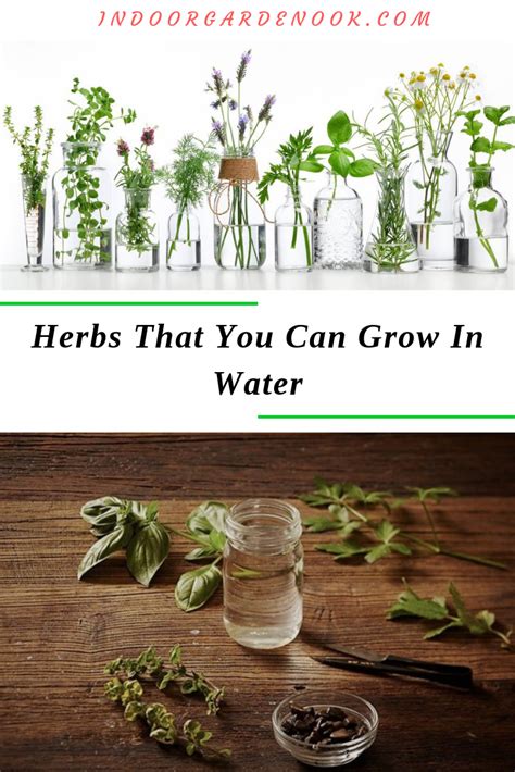 For example, 3 adjacent fire plants give ignite to the plants' attack, 5 of them give explosion. Herbs That You Can Grow In Water | Indoor water garden ...