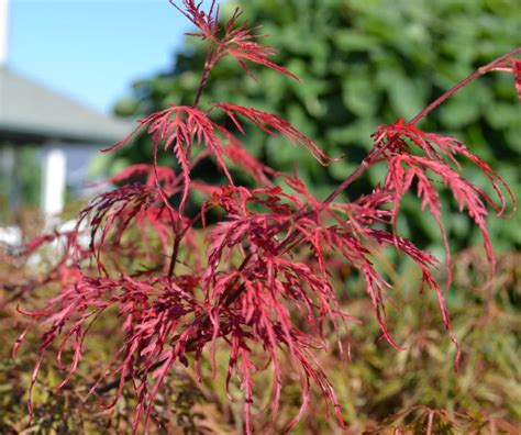 It doesn't seem to stop. Crimson Queen Japanese Maple