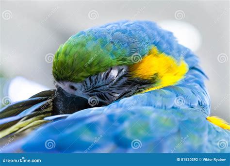 Parrot Sleeping Stock Image 106639711