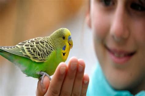 Top 9 Best Pet Birds For Kids