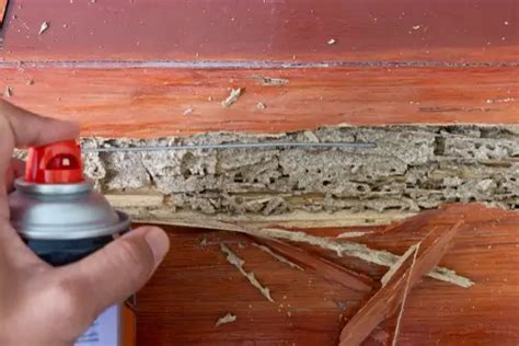 How To Repair Termite Damaged Hardwood Floors