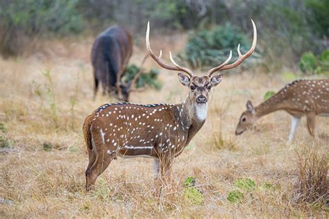 Axis Deer Stock Photos Pictures And Royalty Free Images Istock