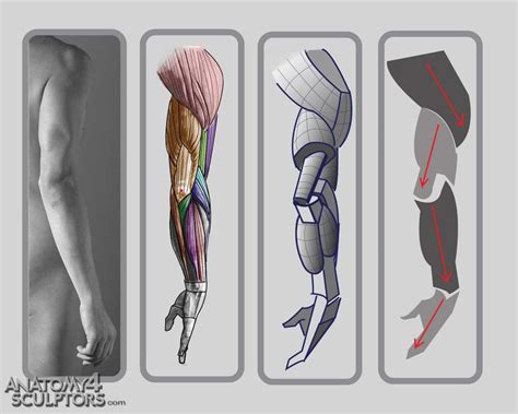 Anatomy 4 Sculptors Anatomy For Sculptors Arm Anatomy