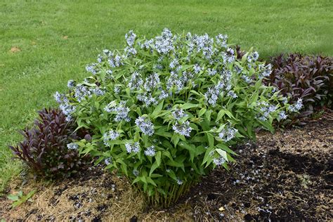 Delivering flowers all over ireland with same day and next day flower delivery. Blue Star Flower (Amsonia tabernaemontana) in Columbus ...