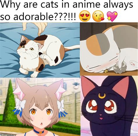 Top Anime About Cats In Cdgdbentre