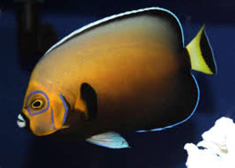 Conspicuous Angelfish Information And Picture Sea Animals