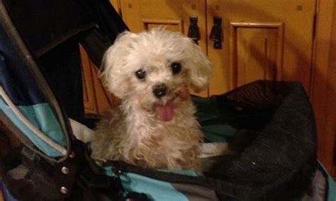 South carolina puppy mill rescue. Loveable Ex-Breeding Dog Moxie Rescued after 12 Years in a ...