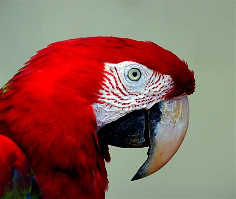 Red Blue Macaw The Scarlet Macaw Ara Macao Is A Large Flickr