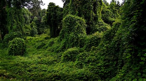 Kudzu Can Grow On You Cape Girardeau History And Photos