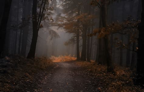 Wallpaper Autumn Forest Leaves Trees Fog The Evening Forest