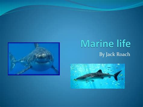 Ppt Marine Life Powerpoint Presentation Free Download Id1912193